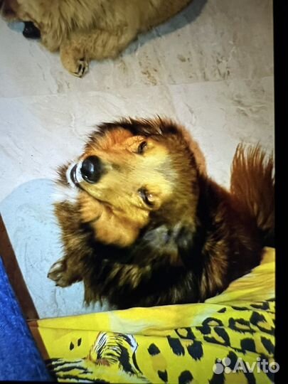 Потерялась собака