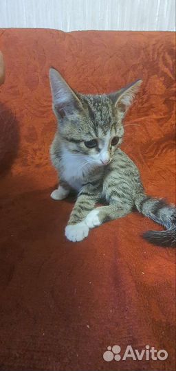 Котенок