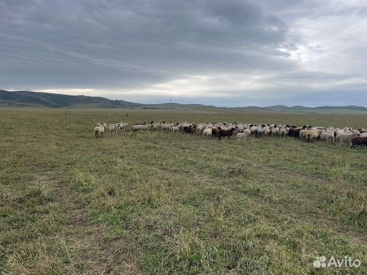 Стадо крс, стадо овец