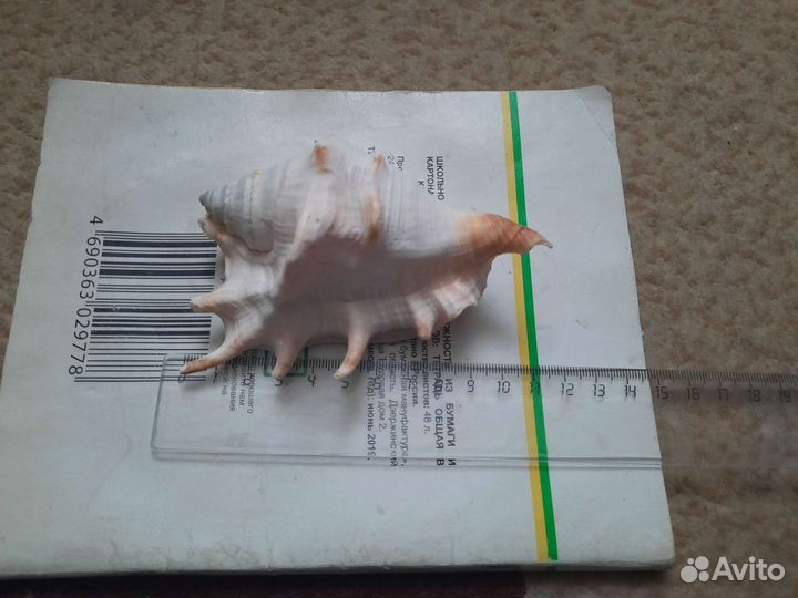 Морская ракушка