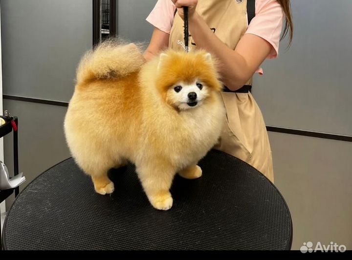 Услуги грумера