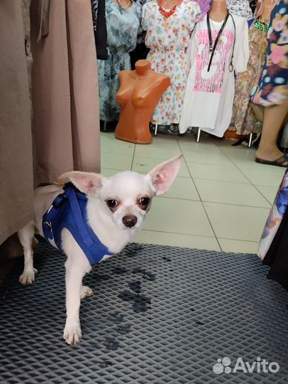 Чей потеряшка