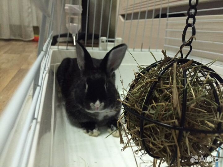 Передержка грызунов