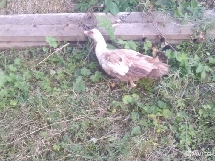 Утка-наседка с 3мя утятами (семьёй) цена за всех