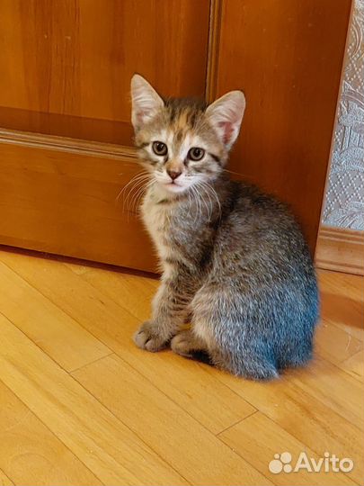 Самая милая кошечка