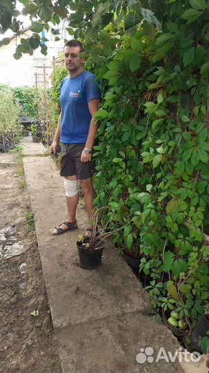 Саженцы девичий виноград