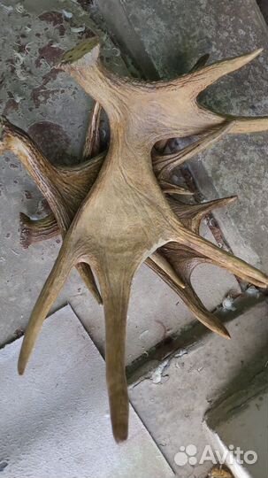 Cкупка Рогов