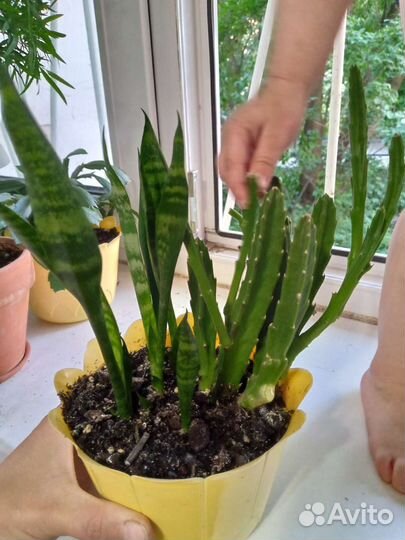 Сансевиерия стапелия