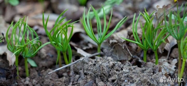 Семена кедра