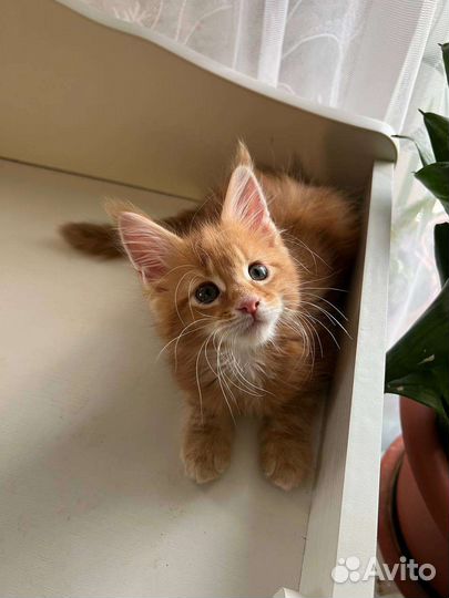 Котята мейн-куны