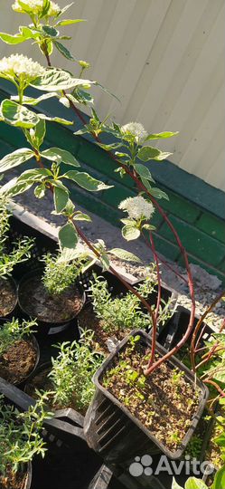 Дëрен в ассортименте