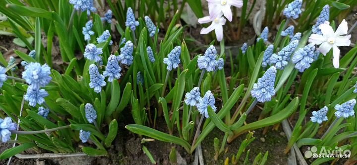 Растения цветы для сада