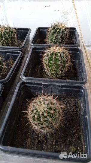 Кактус Эхинопсис полуобнаженный
