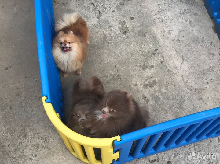 Помераночки шпицули редких окрасов