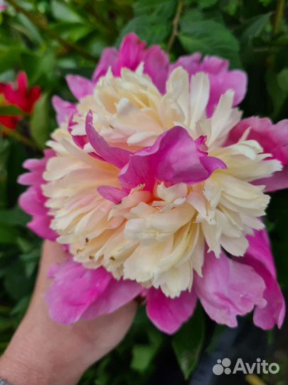 Пионы корни розовые малиновые на осень