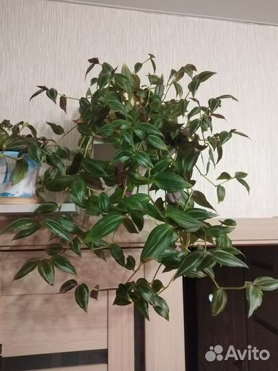 Традесканция