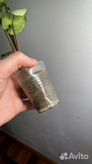 Сортовые сингониумы, обновленно 6 июля