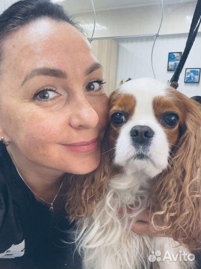 Стрижка (груминг) собак