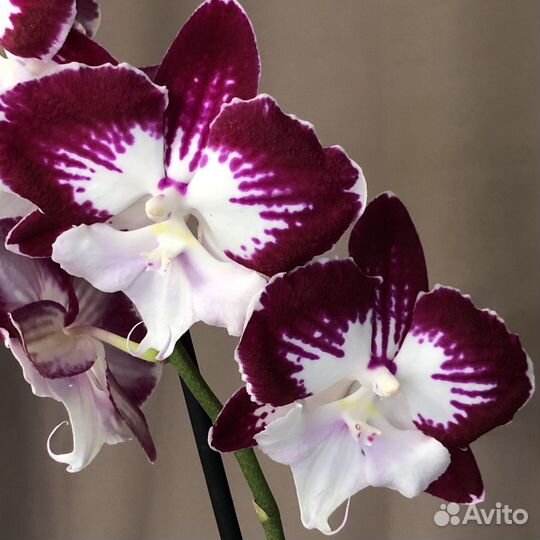 Орхидея Биг лип Tinkerbell's Kizz