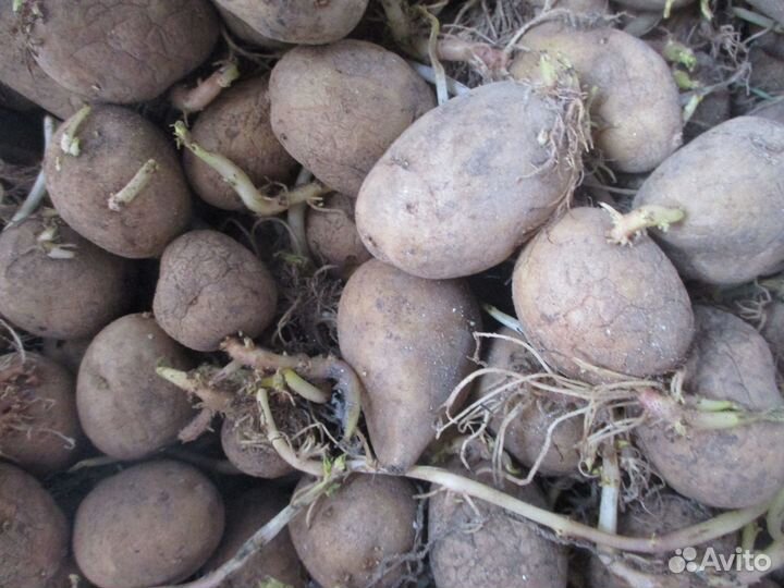 Картофель на семена или корм