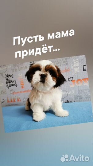 Ши-тцу
