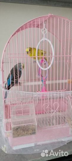 Волнистый попугай с клеткой