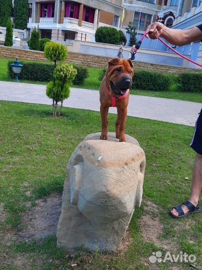 Шарпей вязка