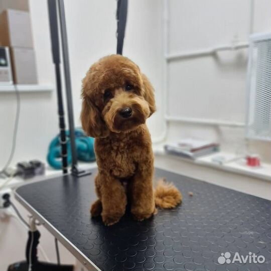 Стрижка собак и кошек