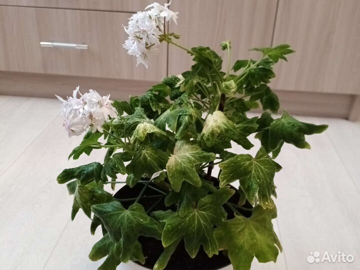 Герань пеларгония