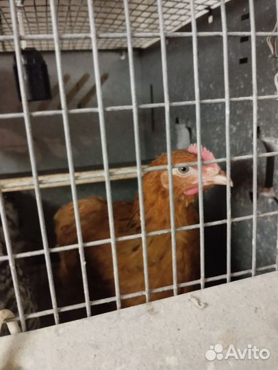 Молодые петухи