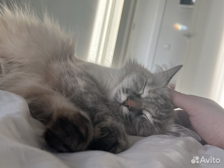 Невская маскарадная