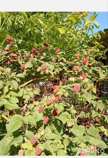 Ежемалина тайберри