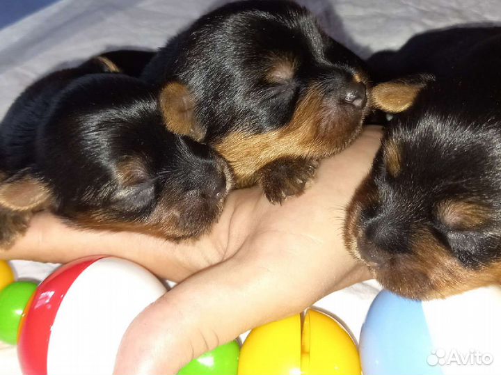 Йоркширский терьер