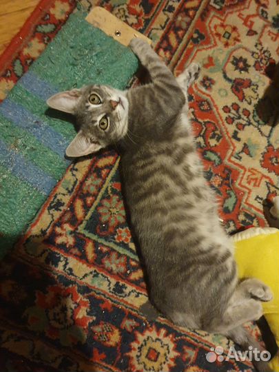 Отдам в добрые руки