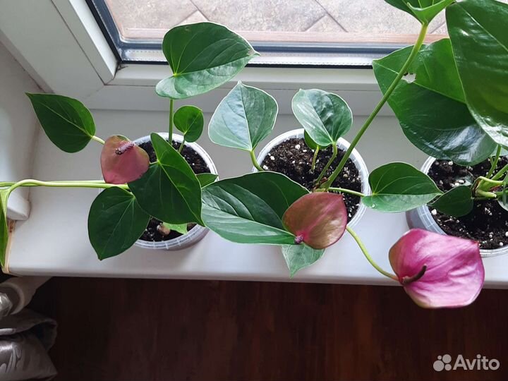 Антуриумы разных сортов