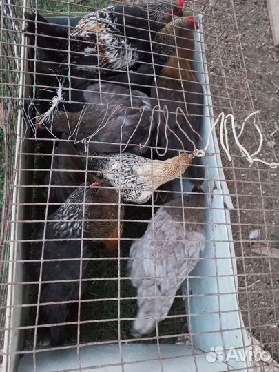 Куры молодки