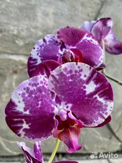Орхидея фаленопсис