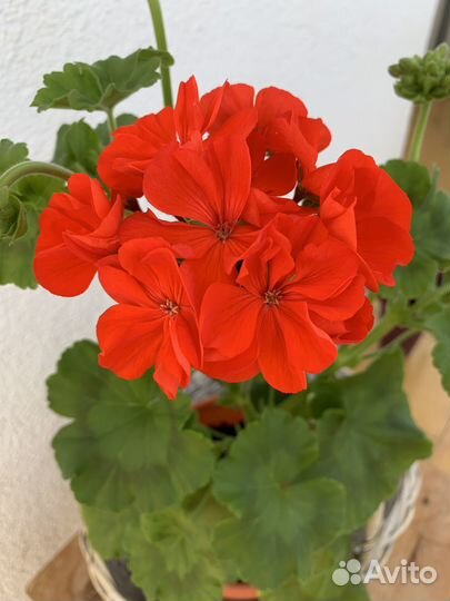 Герань пеларгония