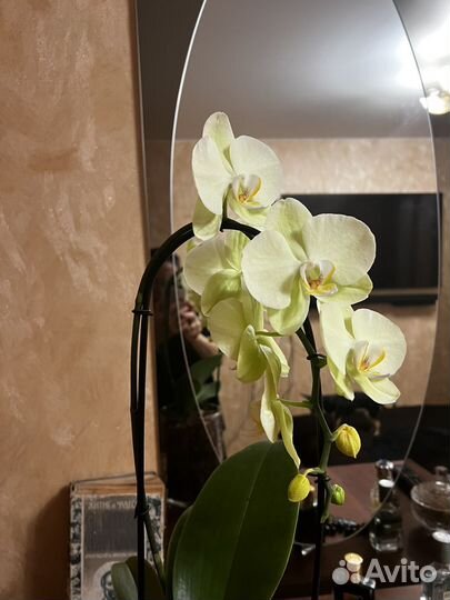 Орхидея каскадная