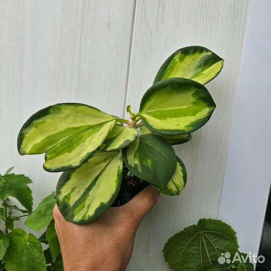 Хойя Pachyclada Variegata