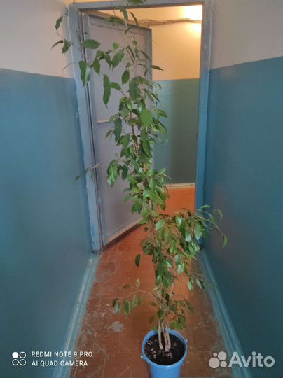 Фикус бенджамина