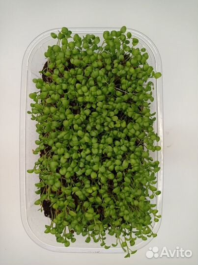 Микрозелень клевер в грядке