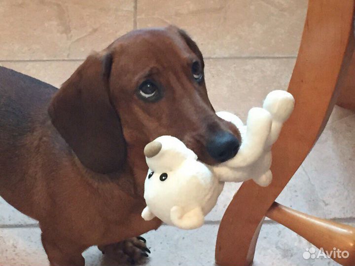 Вязка таксы кабель бесплатно