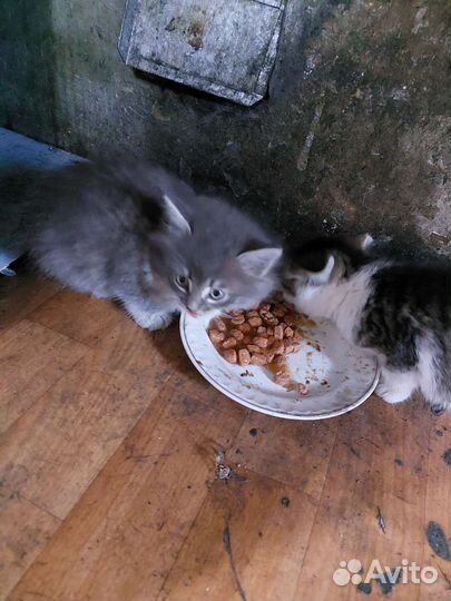 Брошенные котята
