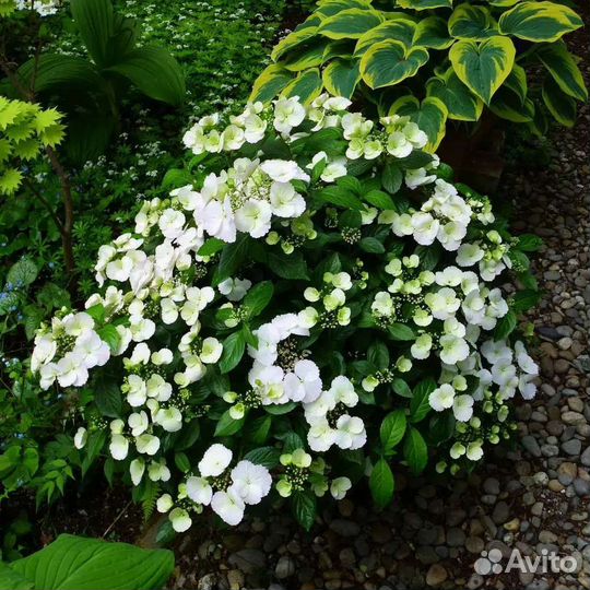 Гортензии Сбежавшая невеста и Френч болеро