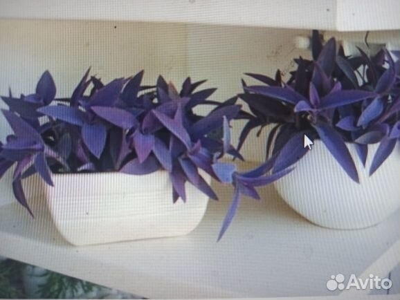 Сеткреазия