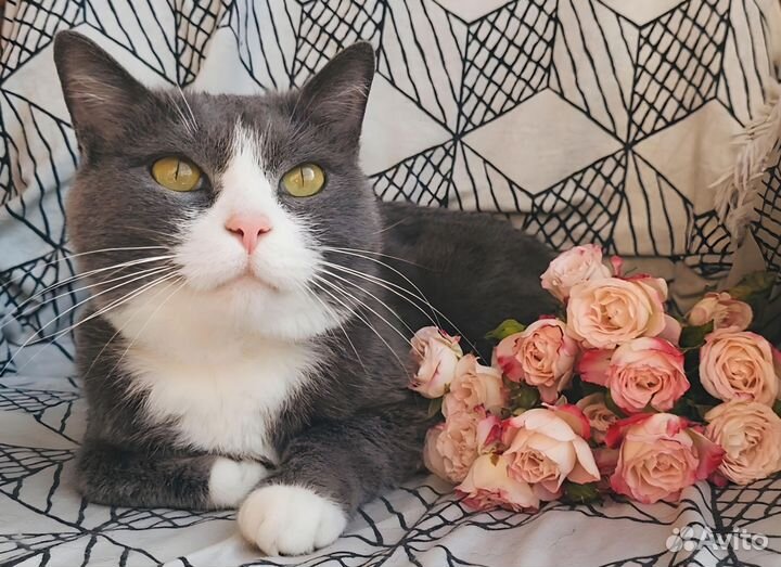 Кастрированный кот с паспортом