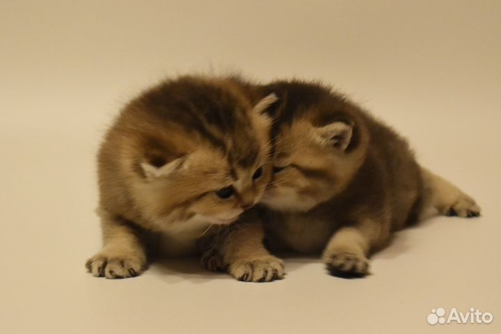 Котята Британская золотая шиншилла