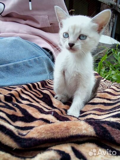 Шатланские котята
