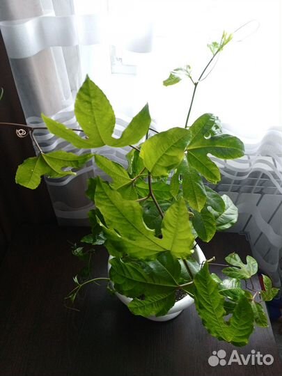 Пассифлора